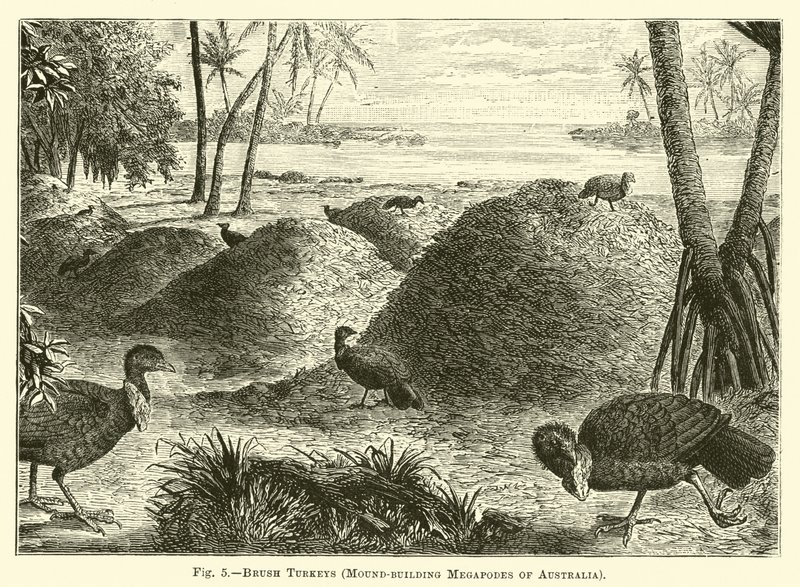 Børstekalkuner, højbyggende megapoder i Australien af English School