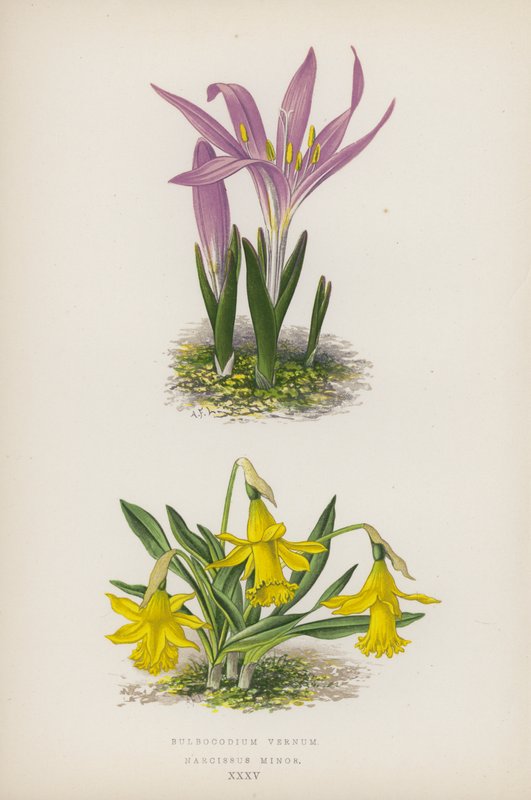 Bulbocodium Vernum; Narcissus Minor (farvelitografi) af English School