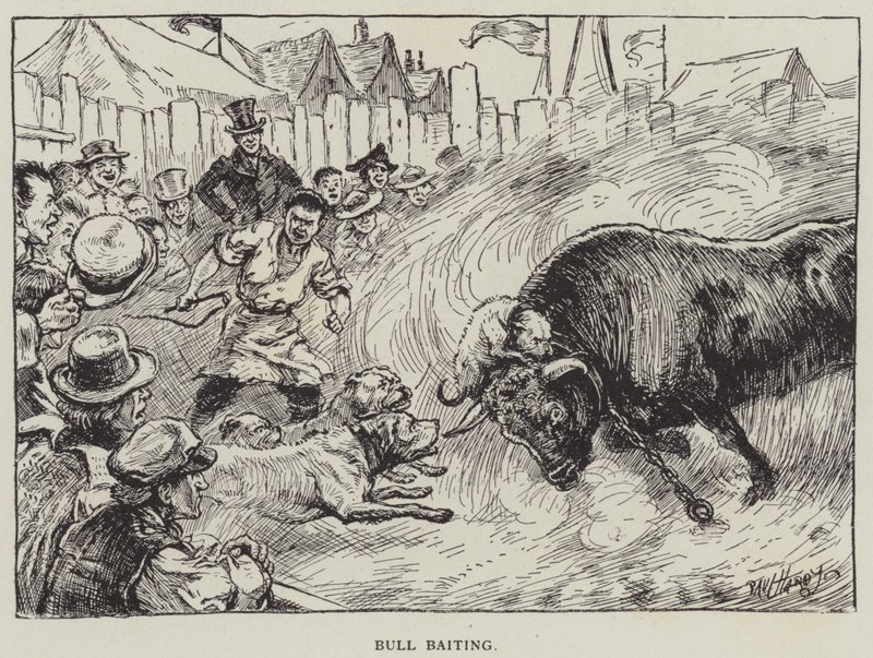 Bull Baiting (litho) af English School