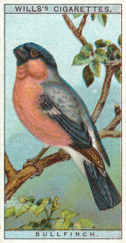 Bullfinch af English School
