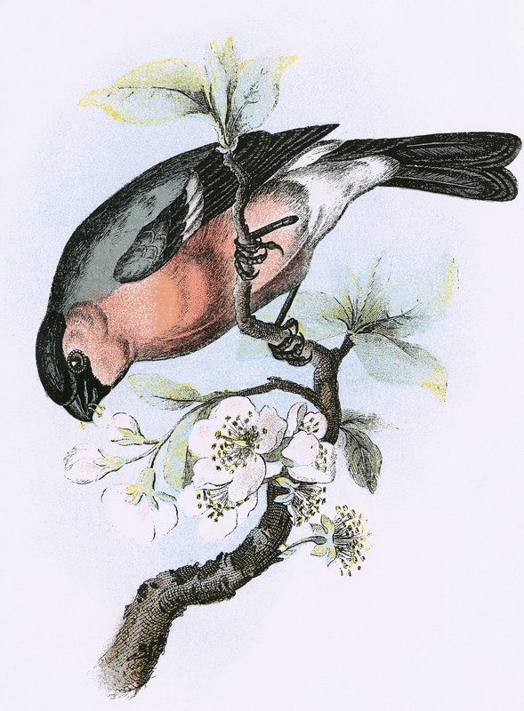 Bullfinch af English School