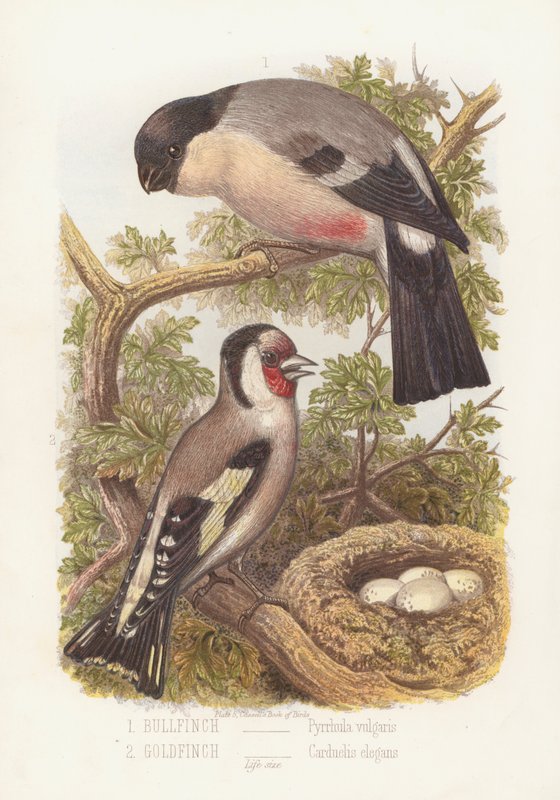 Bullfinch, Pyrrhula Vulgaris og Goldfinch, Carduelis Elegans (farve litho) af English School