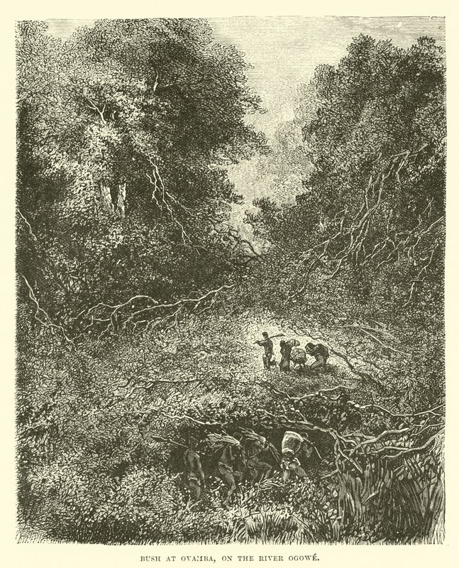 Bush at Ovamba, on the River Ogowe  af English School