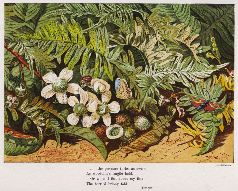 Sommerfugle, bregner og blomster (farvet gravering) af English School