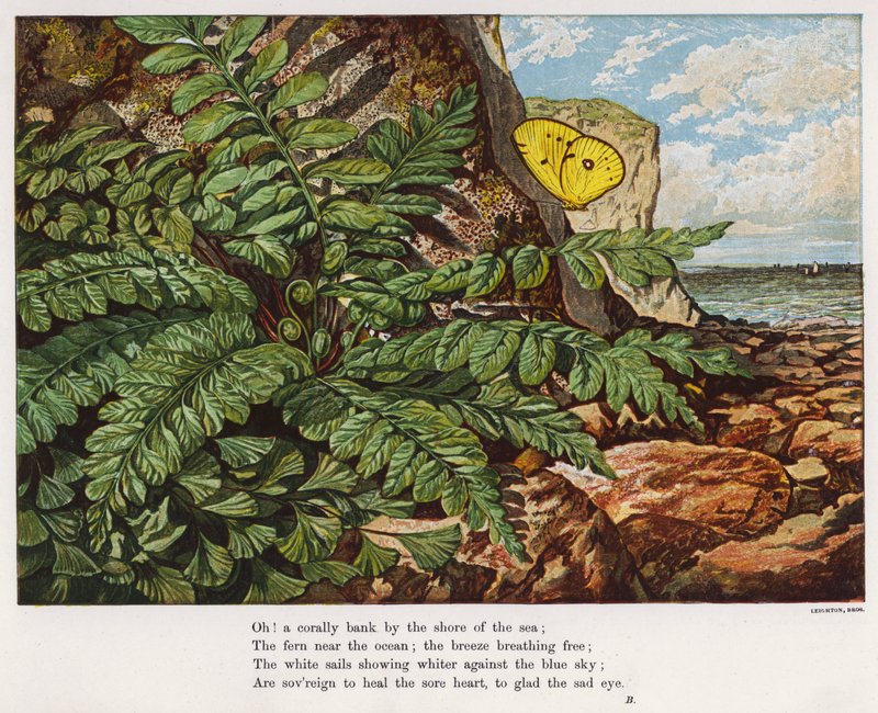 Sommerfugl og bregne ved bunden af en klippe ved havet (farvet indgravering) af English School