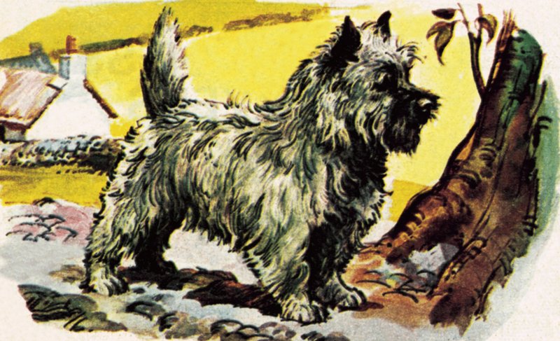 Cairn Terrier af English School