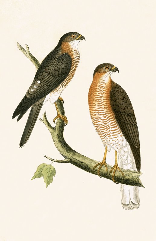 Calcutta Sparrow Hawk, illustration fra 