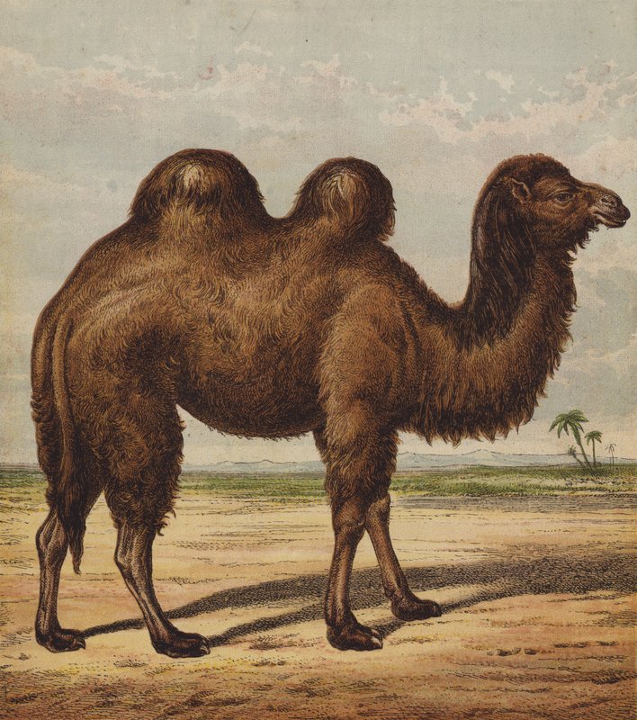 Kamel (farve litho) af English School