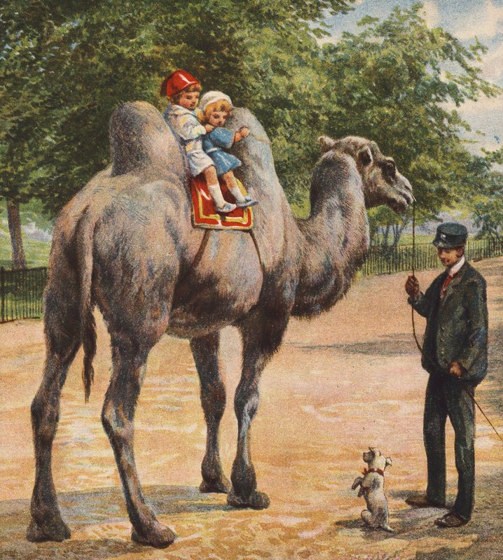 Camel (farvelitografi) af English School