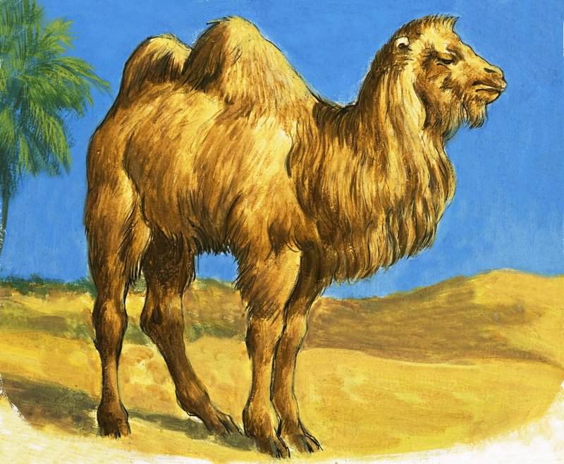 Kamel af English School