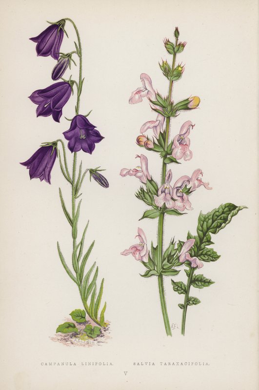Campanula Linifolia; Salvia Taraxacifolia (farve litho) af English School