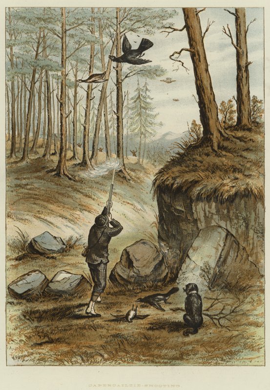Capercailzie-Shooting (chromolitho) af English School