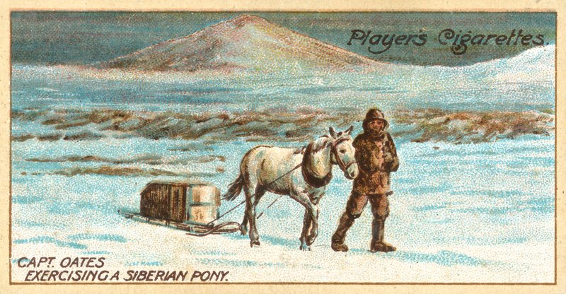 Kaptajn Oates træner en sibirisk pony (chromolitho) af English School