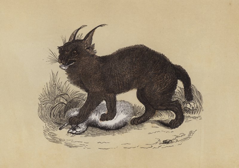 Caracal (farvelitografi) af English School