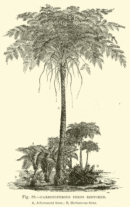 Carboniferous Ferns restored  af English School