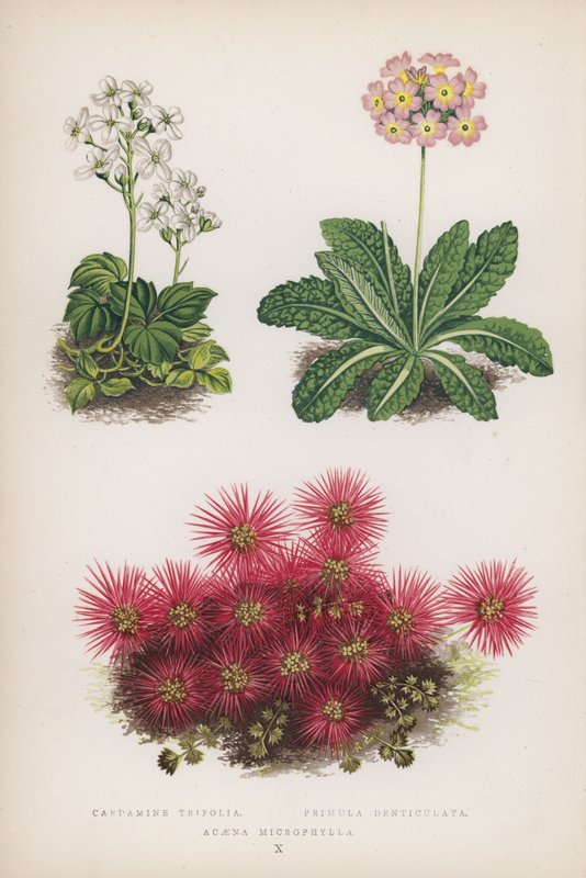 Cardamine Trifolia; Primula Denticulata; Acaena Microphylla (farve litho) af English School