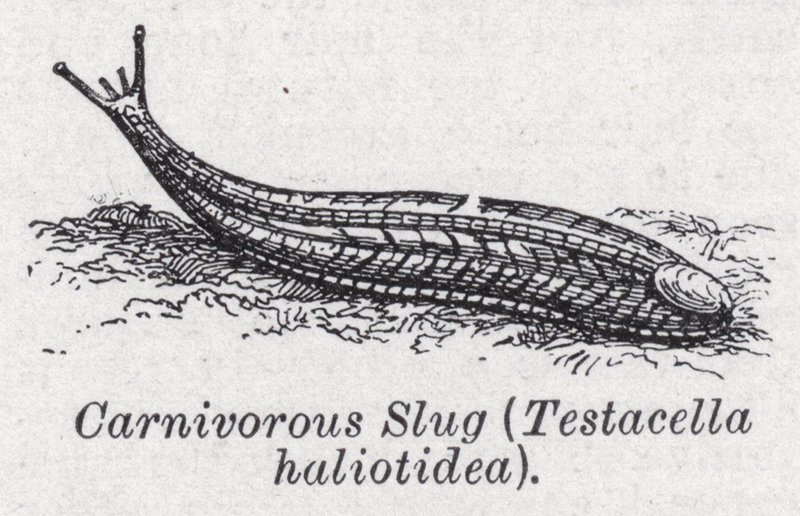 Kødædende snegl, Testacella haliotidea (litho) af English School