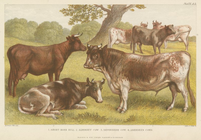 Kvæg (farvet gravering) af English School