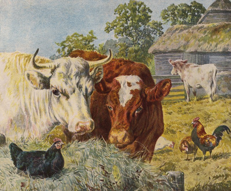 Kvæg og høns (farve litho) af English School