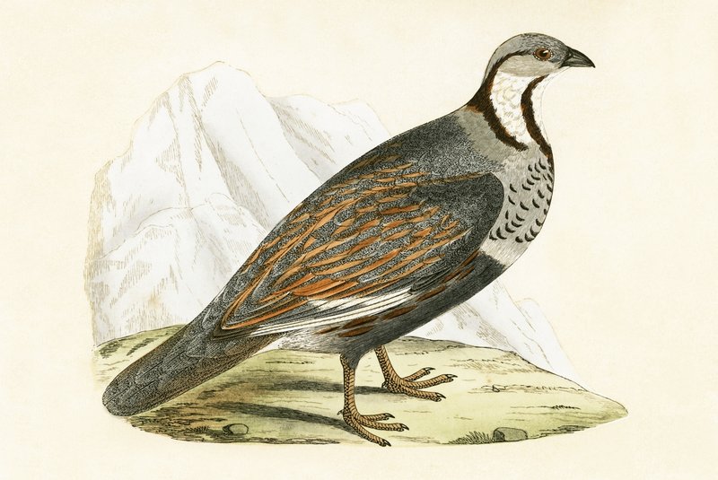 Kaukasisk sneagerhøne, illustration fra 
