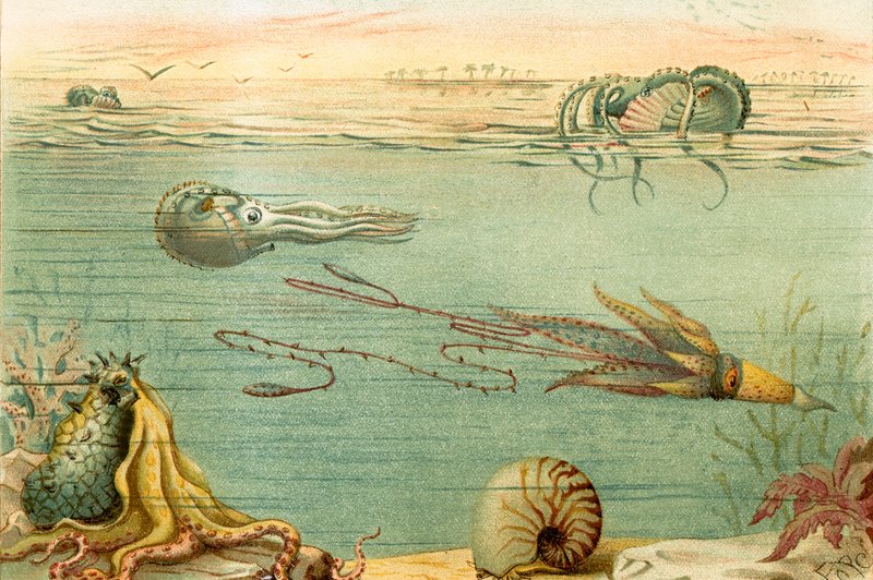 Cephalopoda af English School