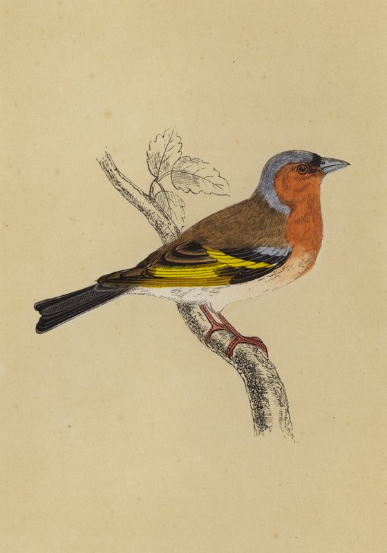 Bogfinke (farve litho) af English School