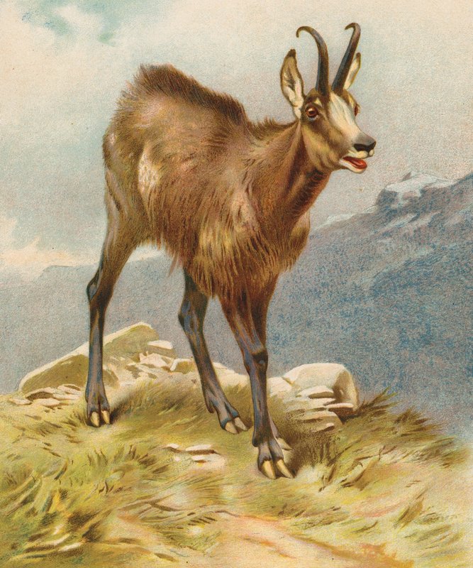 Chamois (farvelitografi) af English School