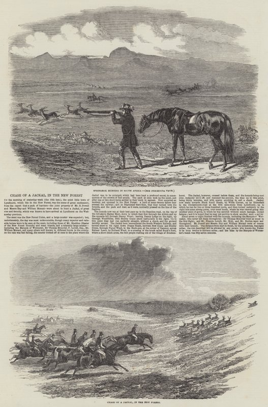 Chase of a Jackal, in the New Forest (gravering) af English School