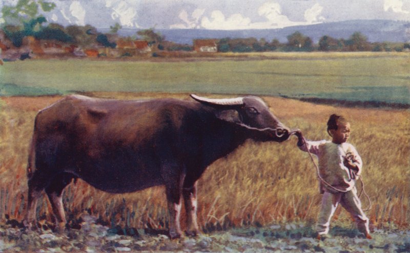 Børn i Kina: Barn fører bøffel (farvelitografi) af English School