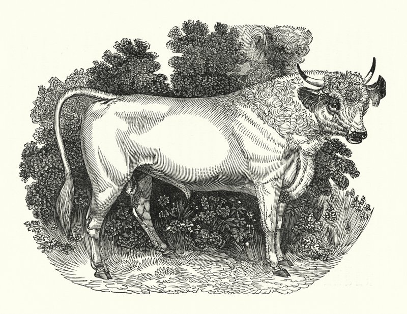 Chillingham Cattle (gravering) af English School