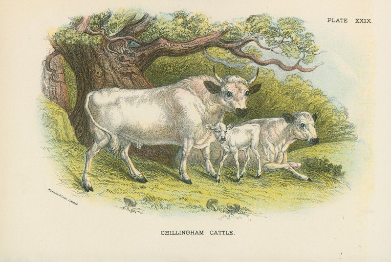 Chillingham Kvæg af English School