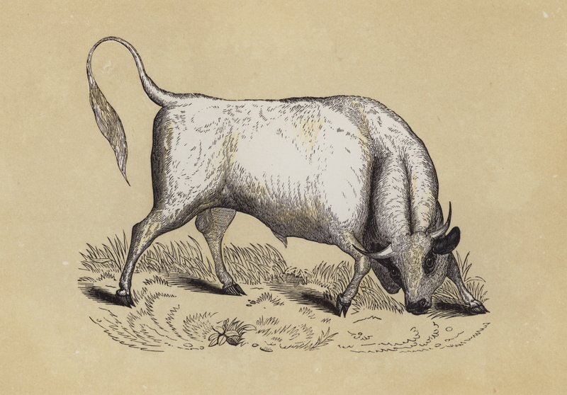 Chillingham Wild Bull (farve litho) af English School