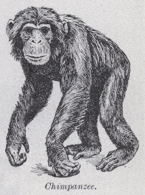 Chimpanse (litho) af English School