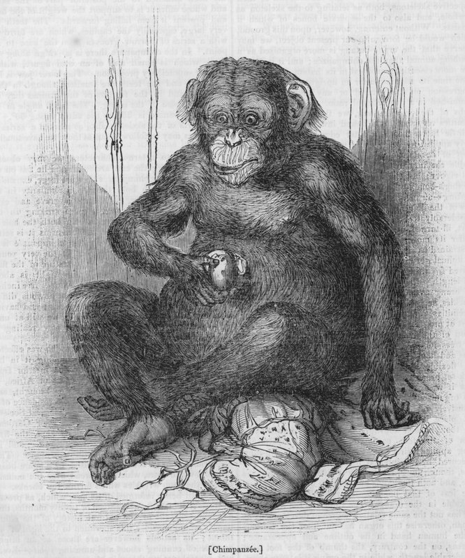Chimpanse af English School