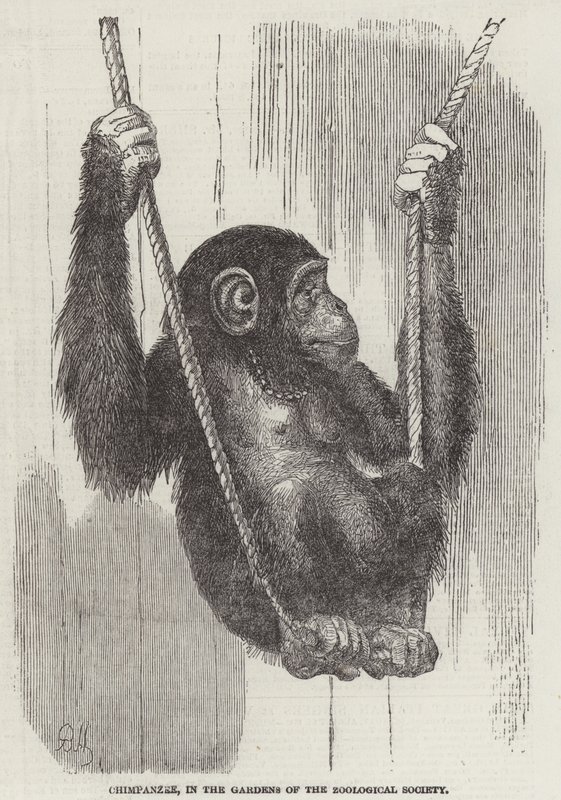 Chimpanse, i Zoologisk Selskabs haver (gravering) af English School