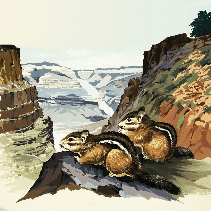 Chipmunks i Grand Canyon National Park af English School