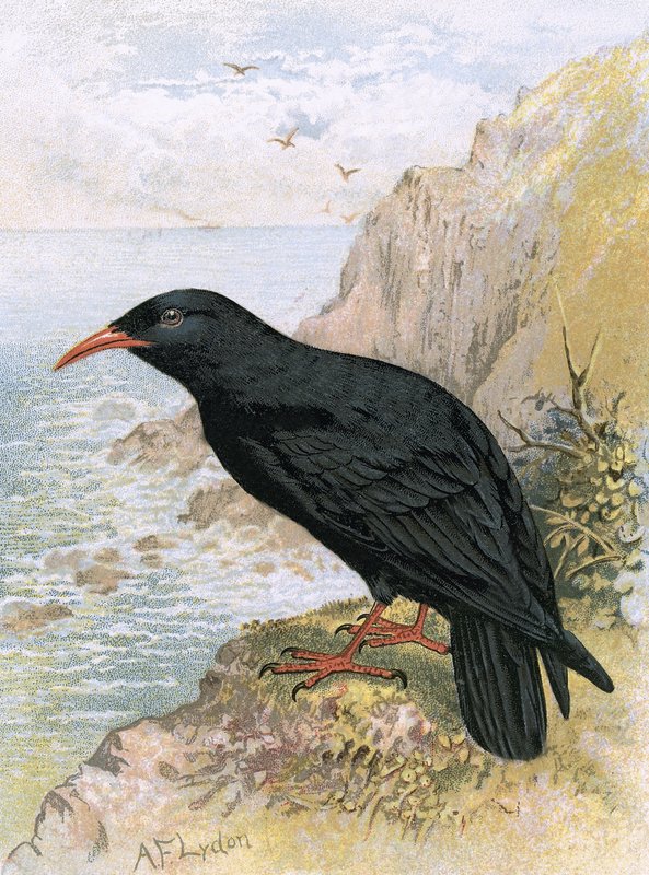 Chough af English School