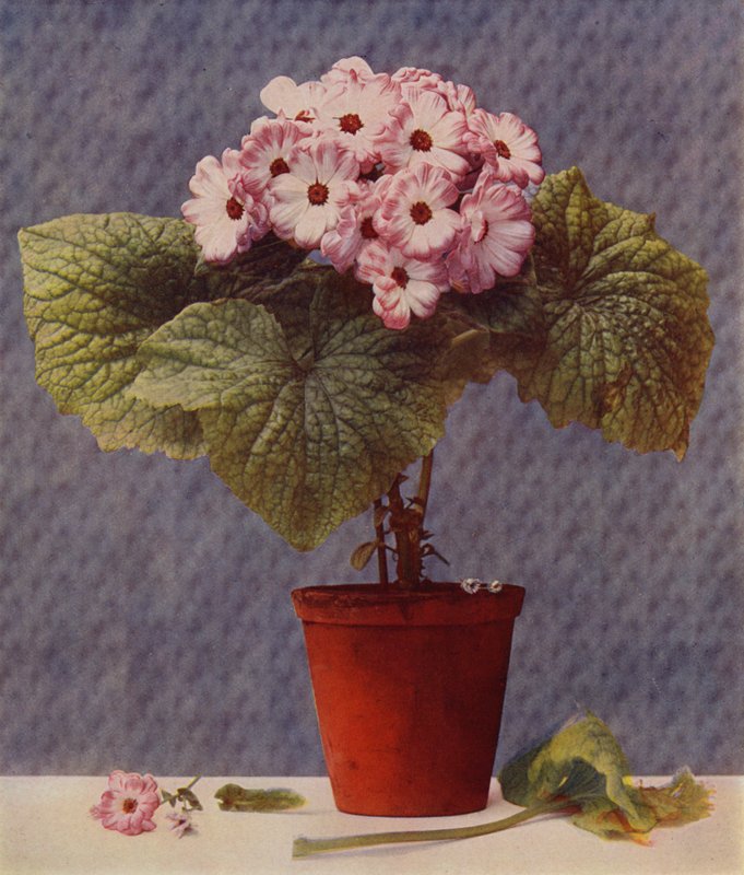 Cineraria (fotogravure) af English School