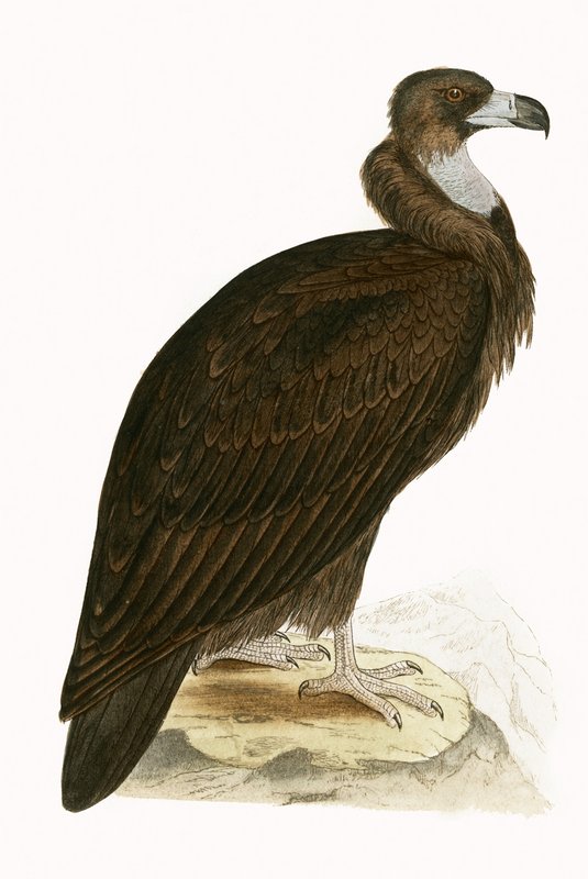 Cinereous Vulture, illustration fra 