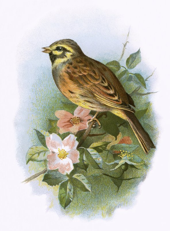 Cirl Bunting af English School