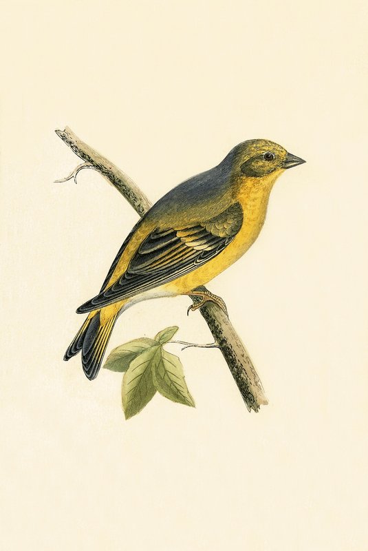 Citril Finch, illustration fra 