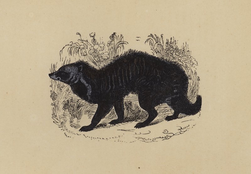 Civet (farvelitografi) af English School