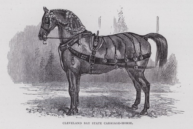 Cleveland Bay State Carriage-Horse (gravering) af English School