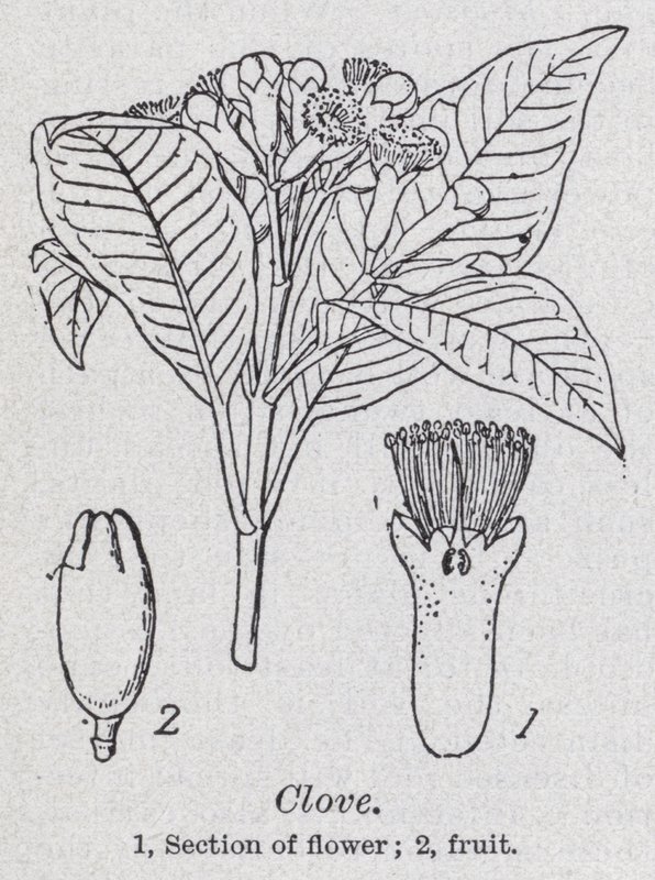 nellike (litho) af English School