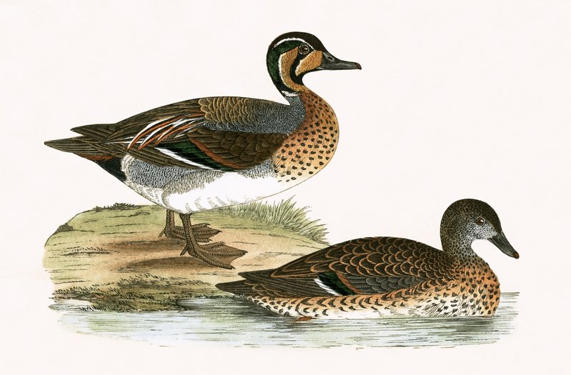 Clucking Teal, illustration fra 