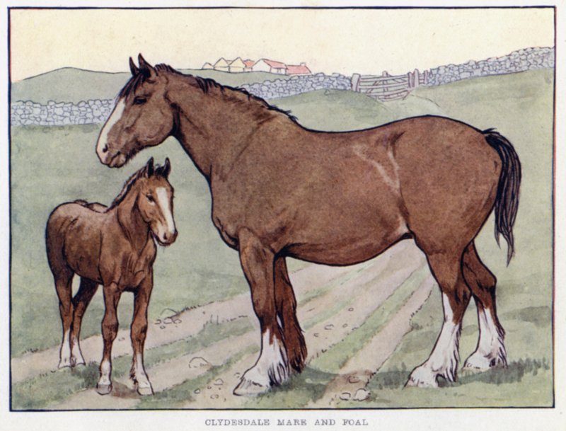 Clydesdale Hoppe og Føl af English School