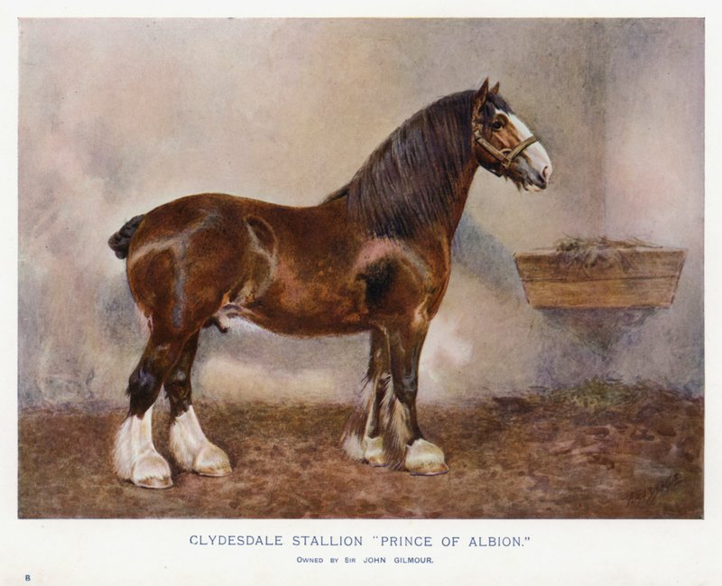 Clydesdale Stallion "Prince of Albion" dani af English School
