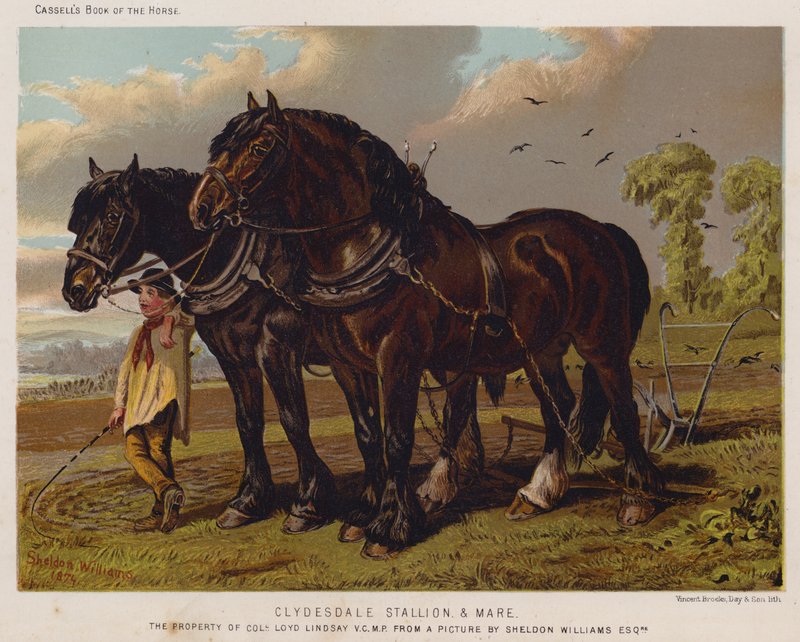 Clydesdale Stallion and Mare, The Property of Colonel Loyd Lindsay, VC, MPdani af English School