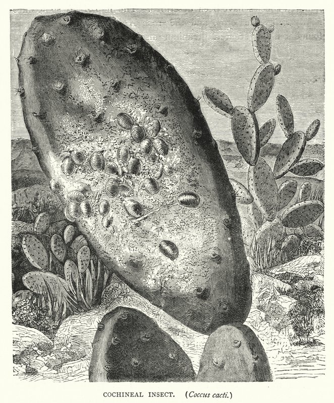 Cochineal Insekt, Coccus kaktus (gravering) af English School