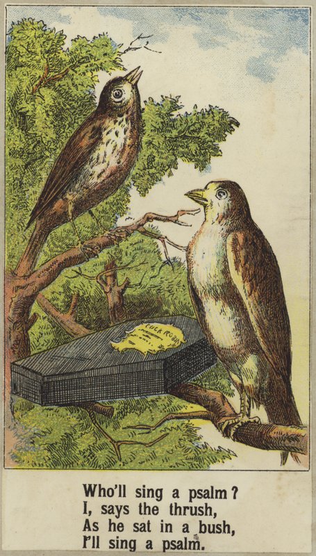 Pik Robin af English School